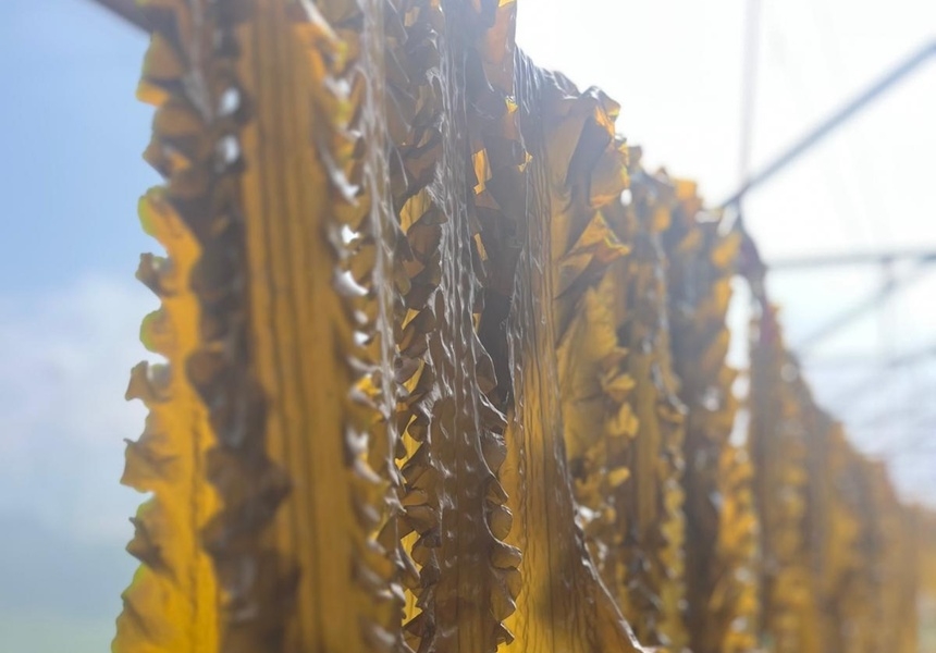 Photo: courtesy of Câr-y-Môr