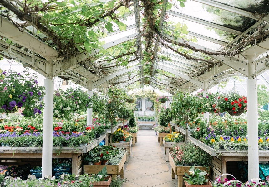 Clifton Nurseries