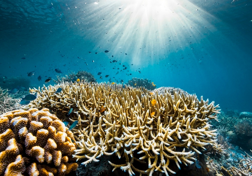Ocean With David Attenborough; The coral reefs of Raja Ampat, Indonesia