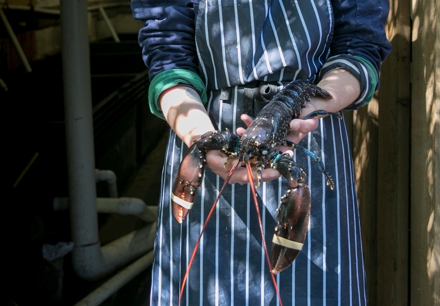 Photo: courtesy of Câr-y-Môr